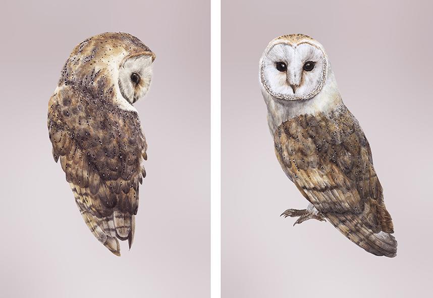 Pair of Barn Owls prints-Lucy Coggle