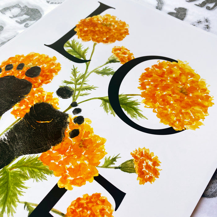 October birth month flower Marigold footprint kit close up