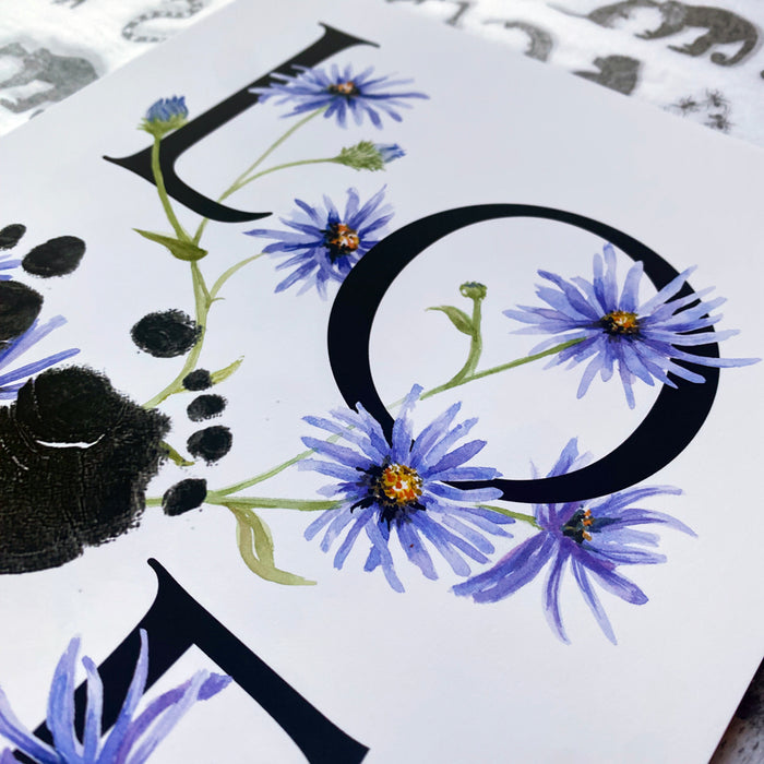 September birth month flower Aster footprint kit close up