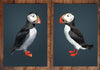 Pair of Atlantic Puffins Prints-Lucy Coggle