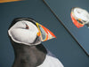 Pair of Atlantic Puffins Prints-Lucy Coggle