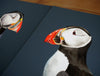 Pair of Atlantic Puffins Prints-Lucy Coggle