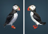 Pair of Atlantic Puffins Prints-Lucy Coggle