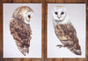 Pair of Barn Owls prints-Lucy Coggle