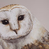 Pair of Barn Owls prints-Lucy Coggle