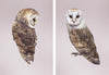 Pair of Barn Owls prints-Lucy Coggle