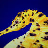 Pair of potbellied Seahorses prints-Lucy Coggle