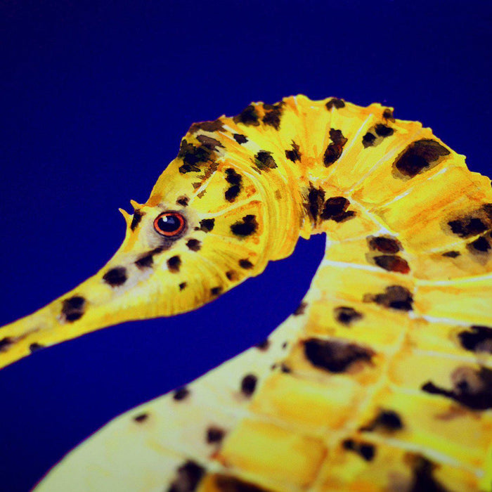 Pair of potbellied Seahorses prints-Lucy Coggle