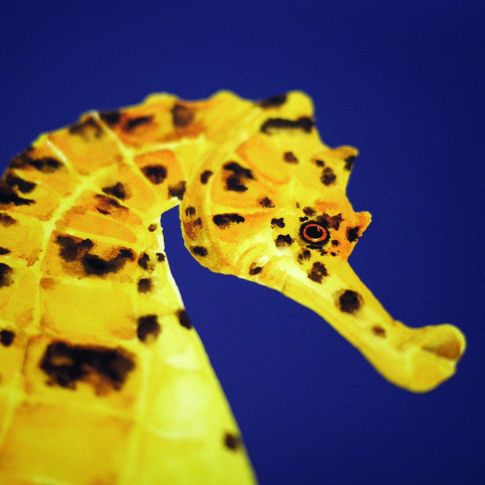 Pair of potbellied Seahorses prints-Lucy Coggle