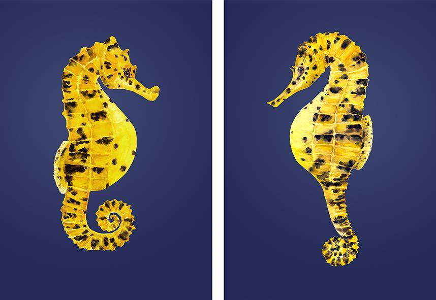 Pair of potbellied Seahorses prints-Lucy Coggle